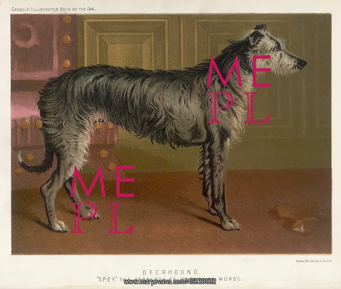 : DEERHOUND STANDING / 1890 : DEERHOUND STANDING / 1890