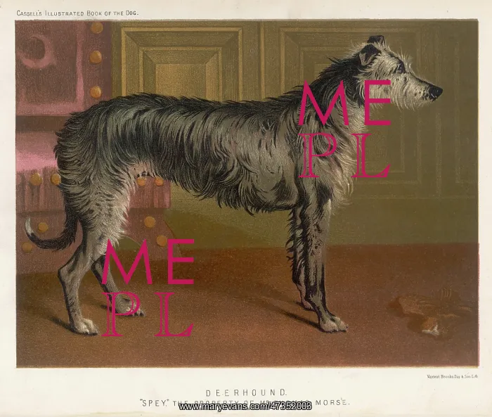 : DEERHOUND STANDING / 1890 : DEERHOUND STANDING / 1890
