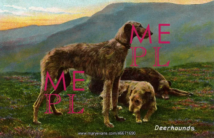  : Deerhounds