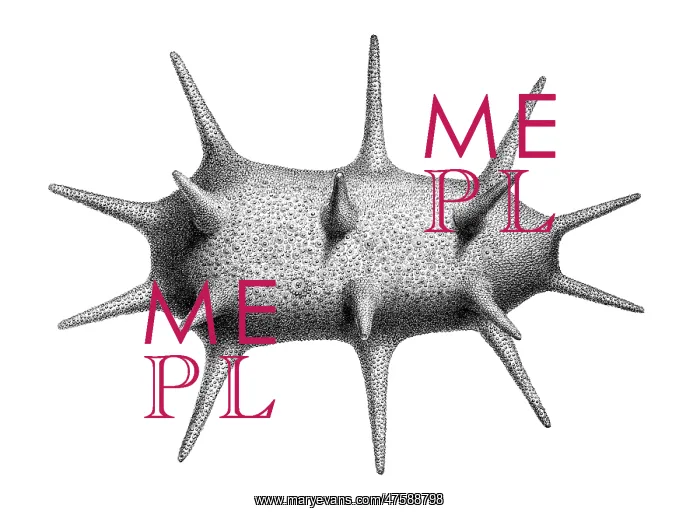 : Deima fastosum, holothurian echinoderm : Deima fastosum, holothurian echinoderm