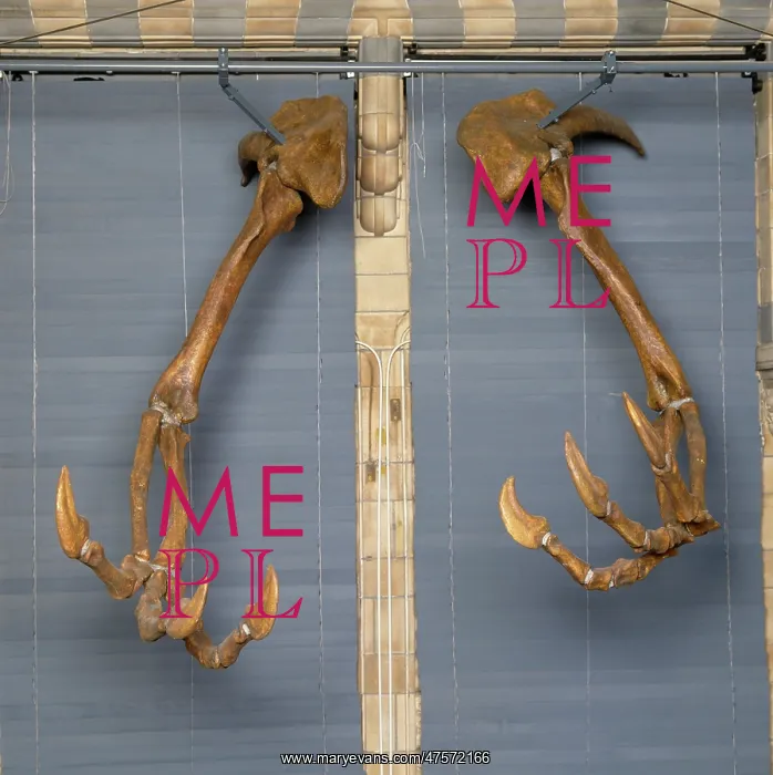 : Deinocheirus : Deinocheirus