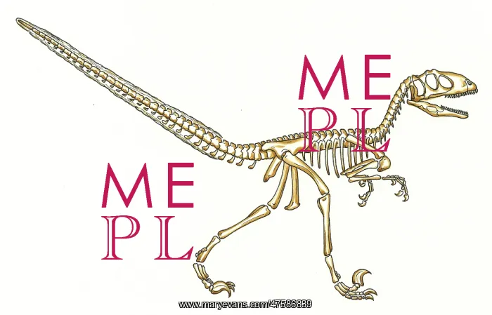 : Deinonychus skeleton : Deinonychus skeleton