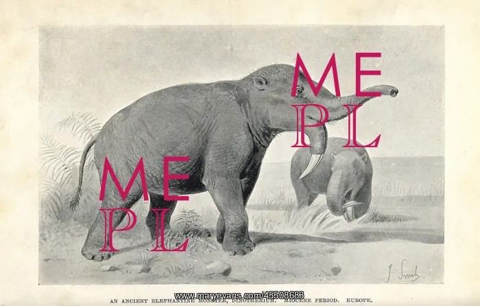: Deinotherium giganteum : Deinotherium giganteum