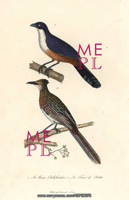 : Delalande's coua (extinct), and greater roadrunner : Delalande's coua (extinct), and greater roadrunner