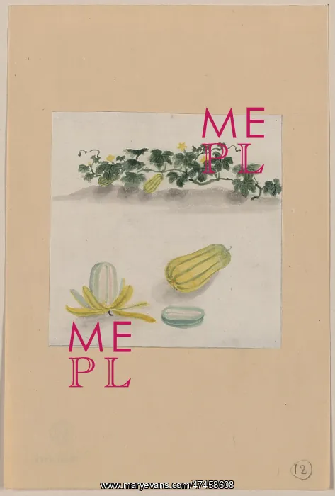 : Delicata squash with plant vines growing in the background : Delicata squash with plant vines growing in the background
