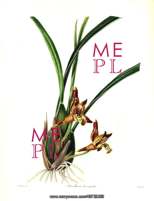 : Delicate-leafed maxillaria or coconut pie : Delicate-leafed maxillaria or coconut pie