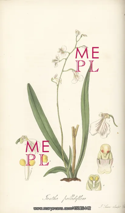 : Delicate violet orchid, Ionopsis utricularioides : Delicate violet orchid, Ionopsis utricularioides