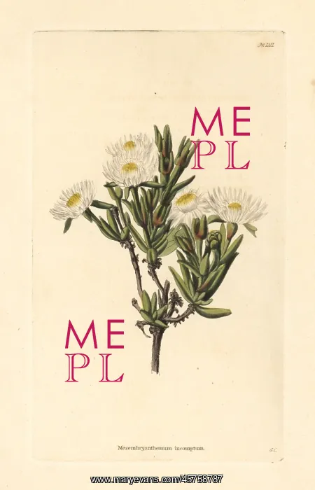 : Delosperma invalidum : Delosperma invalidum