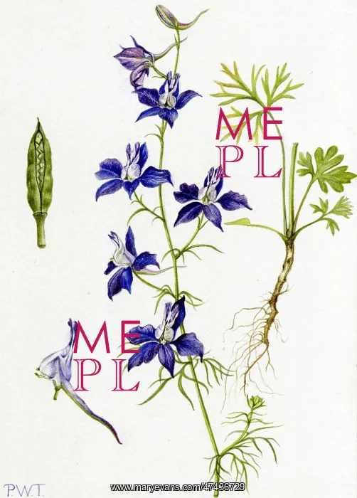  : Delphinium ajacis