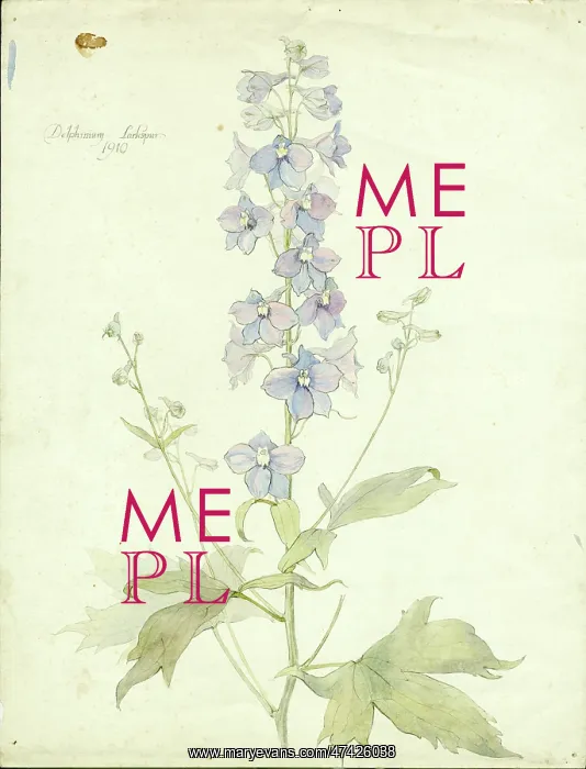  : Delphinium Larkspur