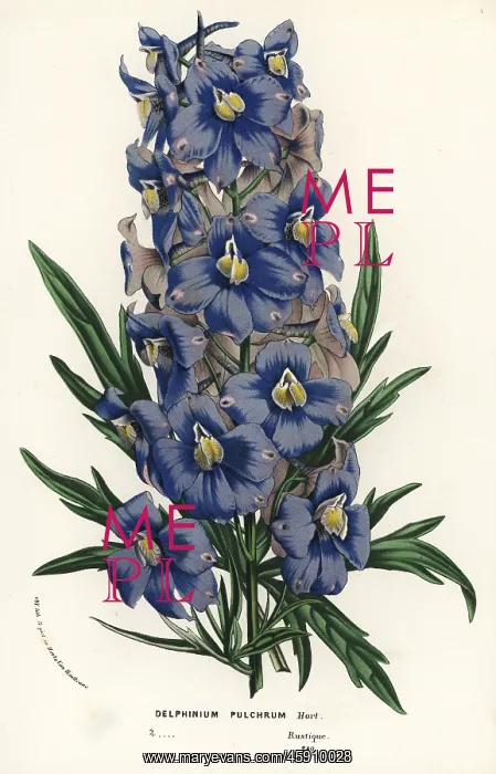 : Delphinium pulchrum : Delphinium pulchrum