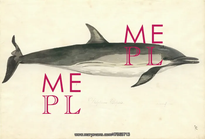 : Delphinus delphis, common dolphin : Delphinus delphis, common dolphin