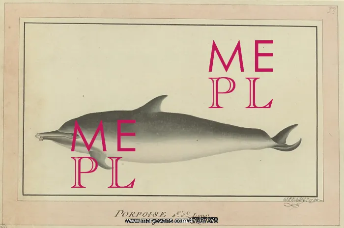 : Delphinus delphis, short-beaked common dolphin : Delphinus delphis, short-beaked common dolphin