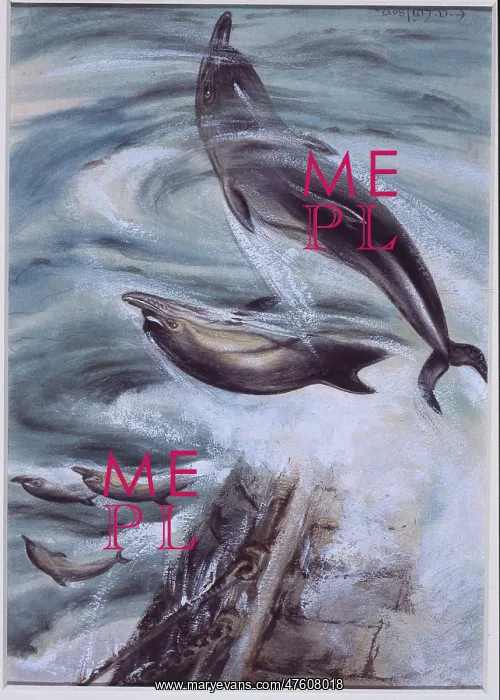 : Delphinus delphis, short-beaked common dolphin : Delphinus delphis, short-beaked common dolphin