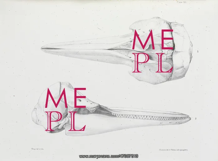 : Delphinus doris, plate 20 : Delphinus doris, plate 20