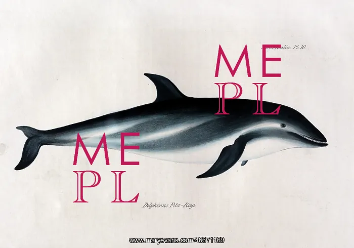 : Delphinus fitzroyi : Delphinus fitzroyi