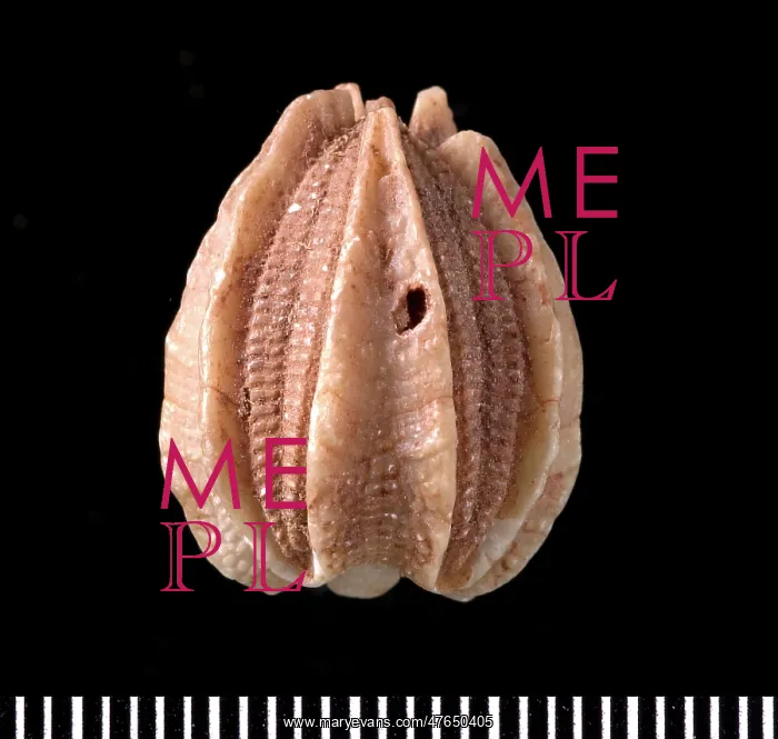 : Deltoblastus, a fossil blastoid : Deltoblastus, a fossil blastoid