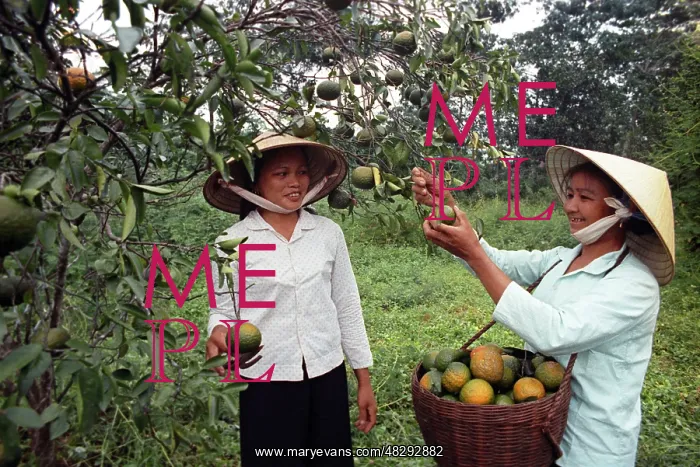  : Democratic Republic of Vietnam, 1974