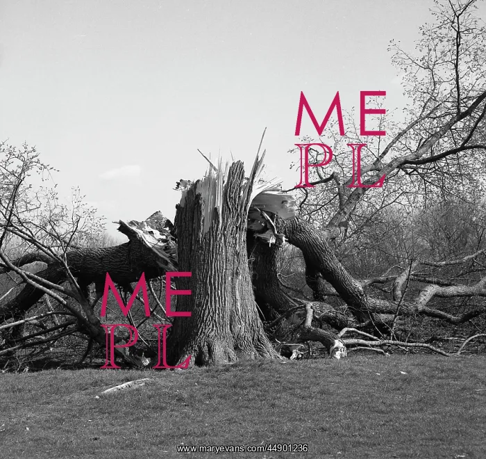 : Demolished tree : Demolished tree