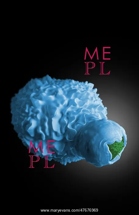 : Dendritic Cell Engulfing HIV-Infected T Cell : Dendritic Cell Engulfing HIV-Infected T Cell