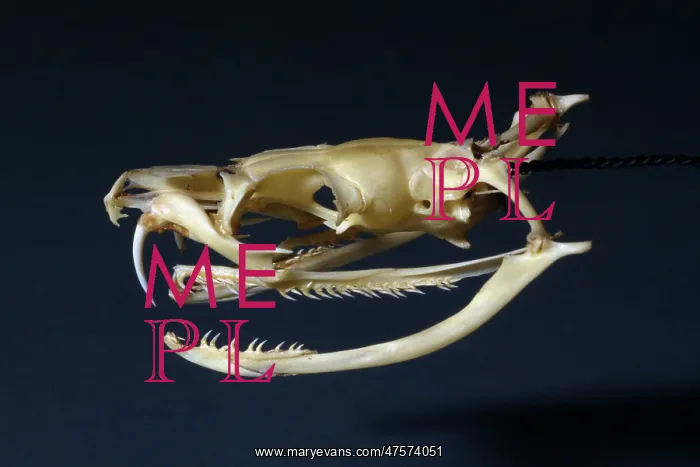 : Dendroaspis angusticeps, green mamba : Dendroaspis angusticeps, green mamba