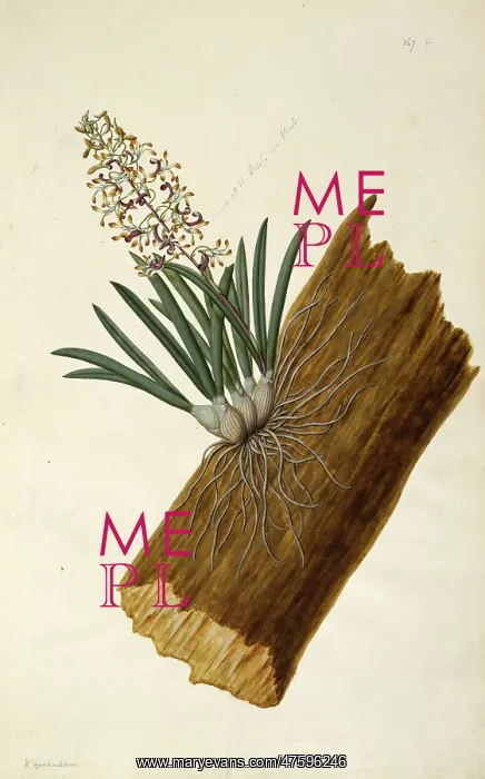 : Dendrobium canaliculatum, teatree orchid : Dendrobium canaliculatum, teatree orchid