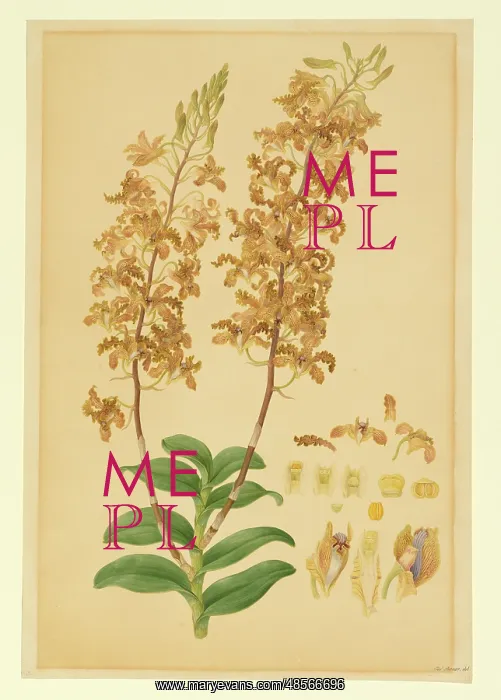: Dendrobium discolor : Dendrobium discolor