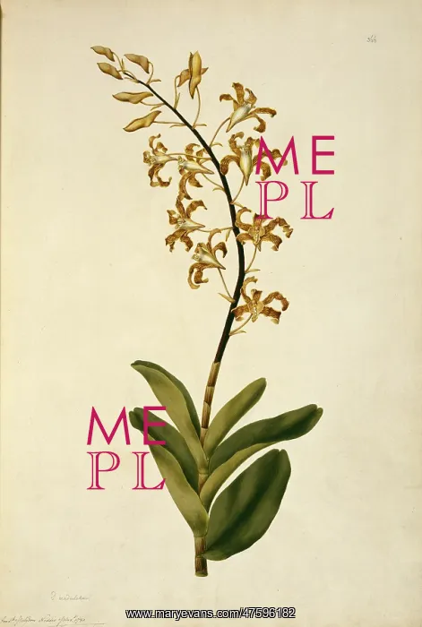 : Dendrobium discolor, golden orchid : Dendrobium discolor, golden orchid