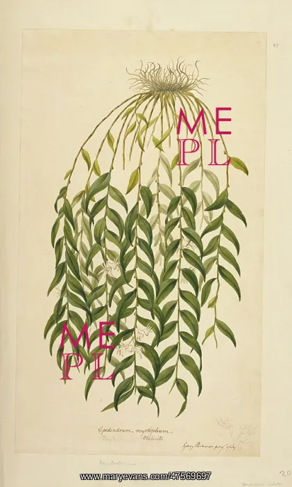 : Dendrobium involutum, ladder orchid : Dendrobium involutum, ladder orchid