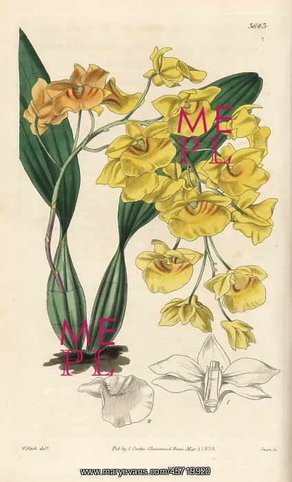 : Dendrobium lindleyi orchid : Dendrobium lindleyi orchid