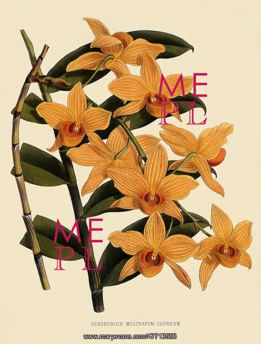 : Dendrobium Moschatum var. Cupreum : Dendrobium Moschatum var. Cupreum