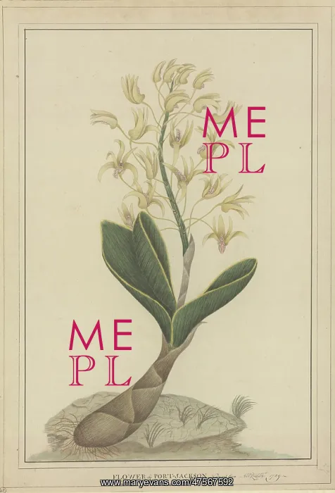 : Dendrobium speciosum, rock orchid : Dendrobium speciosum, rock orchid