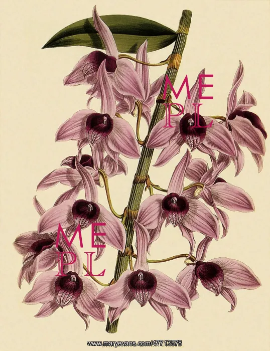 : Dendrobium Superbum : Dendrobium Superbum