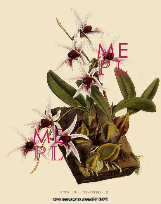 : Dendrobium Treacherianum : Dendrobium Treacherianum