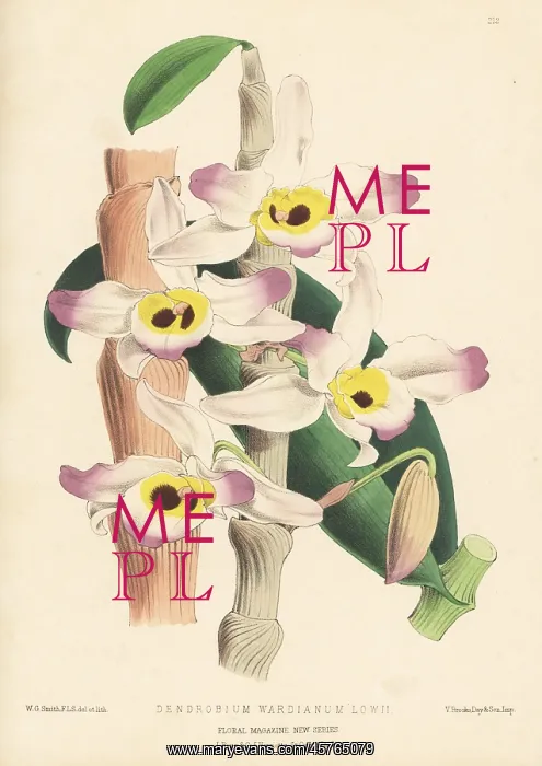 : Dendrobium wardianum var. lowii orchid : Dendrobium wardianum var. lowii orchid