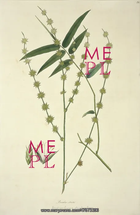 : Dendrocalamus strictus, giant bamboo : Dendrocalamus strictus, giant bamboo