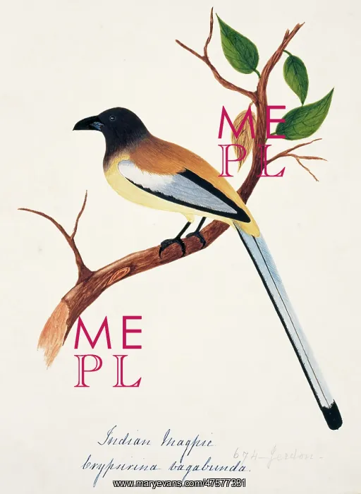 : Dendrocitta vagabunda, rufous treepie : Dendrocitta vagabunda, rufous treepie
