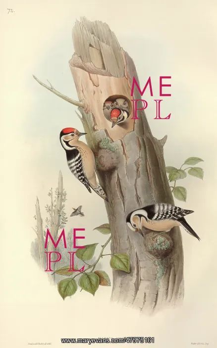 : Dendrocopos minor, lesser spotted woodpecker : Dendrocopos minor, lesser spotted woodpecker