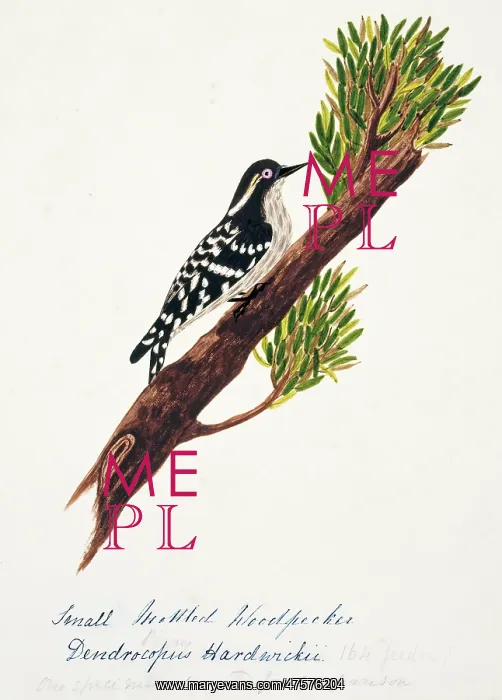: Dendrocopos moluccensis hardwickii, brown-capped woodpecker : Dendrocopos moluccensis hardwickii, brown-capped woodpecker