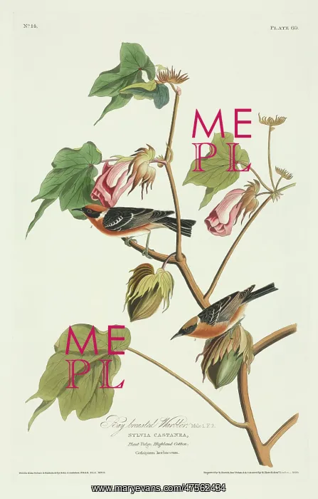 : Dendroica castanea, bay-breasted warbler : Dendroica castanea, bay-breasted warbler