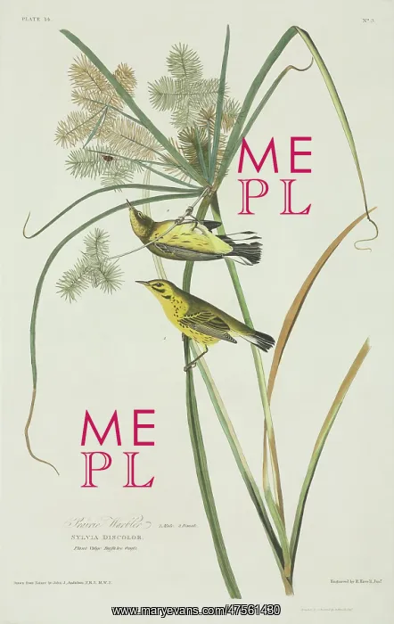 : Dendroica discolor, prairie warbler : Dendroica discolor, prairie warbler
