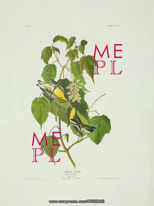 : Dendroica fusca, Blackburnian warbler : Dendroica fusca, Blackburnian warbler