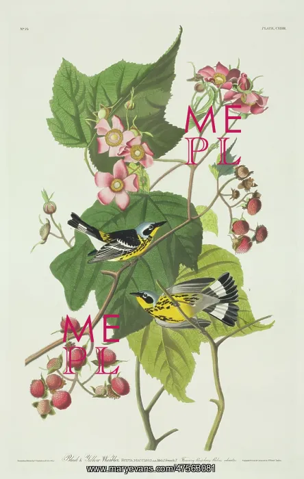  : Dendroica magnolia, magnolia warbler
