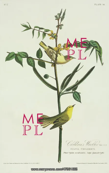 : Dendroica petechia, yellow warbler : Dendroica petechia, yellow warbler