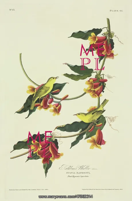 : Dendroica petechia, yellow warbler : Dendroica petechia, yellow warbler