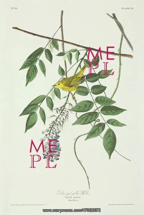 : Dendroica petechia, yellow warbler : Dendroica petechia, yellow warbler