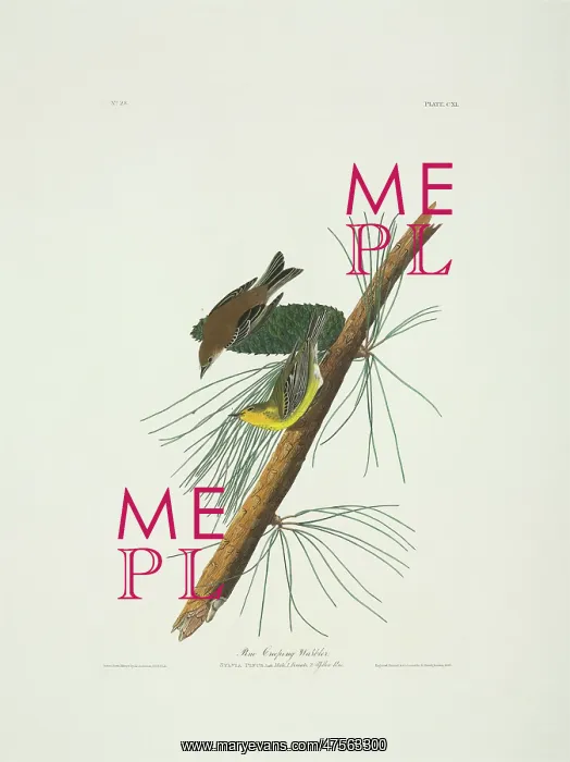 : Dendroica pinus, pine warbler : Dendroica pinus, pine warbler