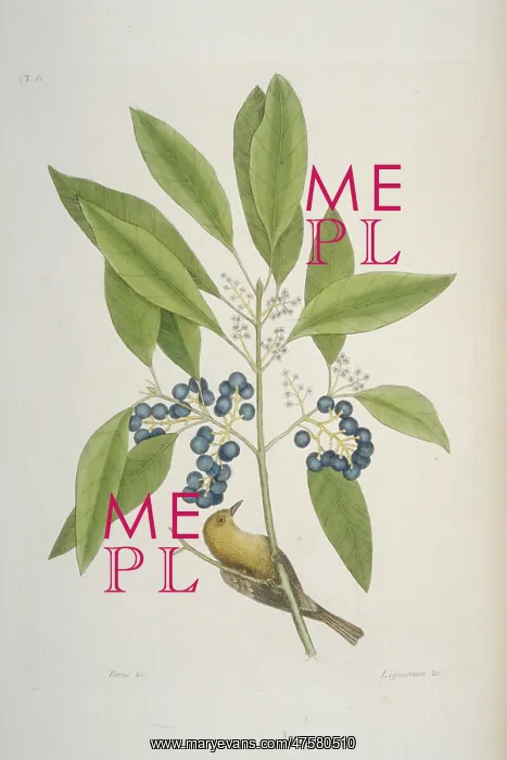 : Dendroica pinus, pine warbler : Dendroica pinus, pine warbler