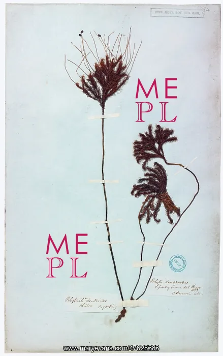 : Dendroligotrichum dendroides : Dendroligotrichum dendroides