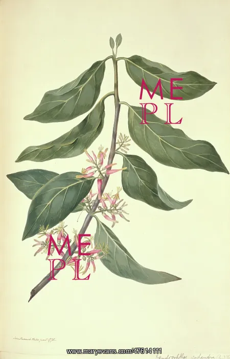 : Dendrophthoe pentadra, mistletoe : Dendrophthoe pentadra, mistletoe
